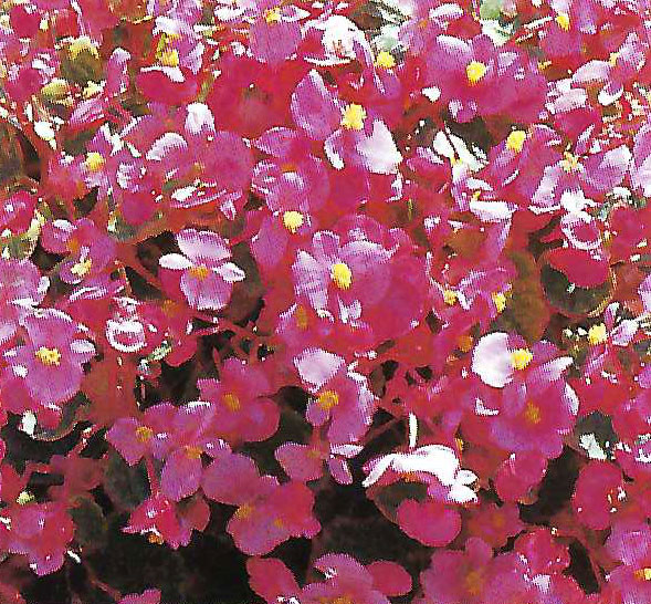 B. ‘Rosy Red’